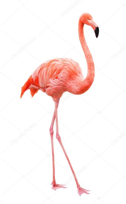 CUST-Flamingo