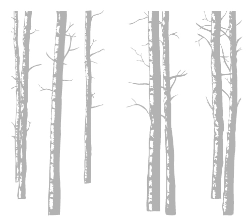 Birch Trees - Wall Decals